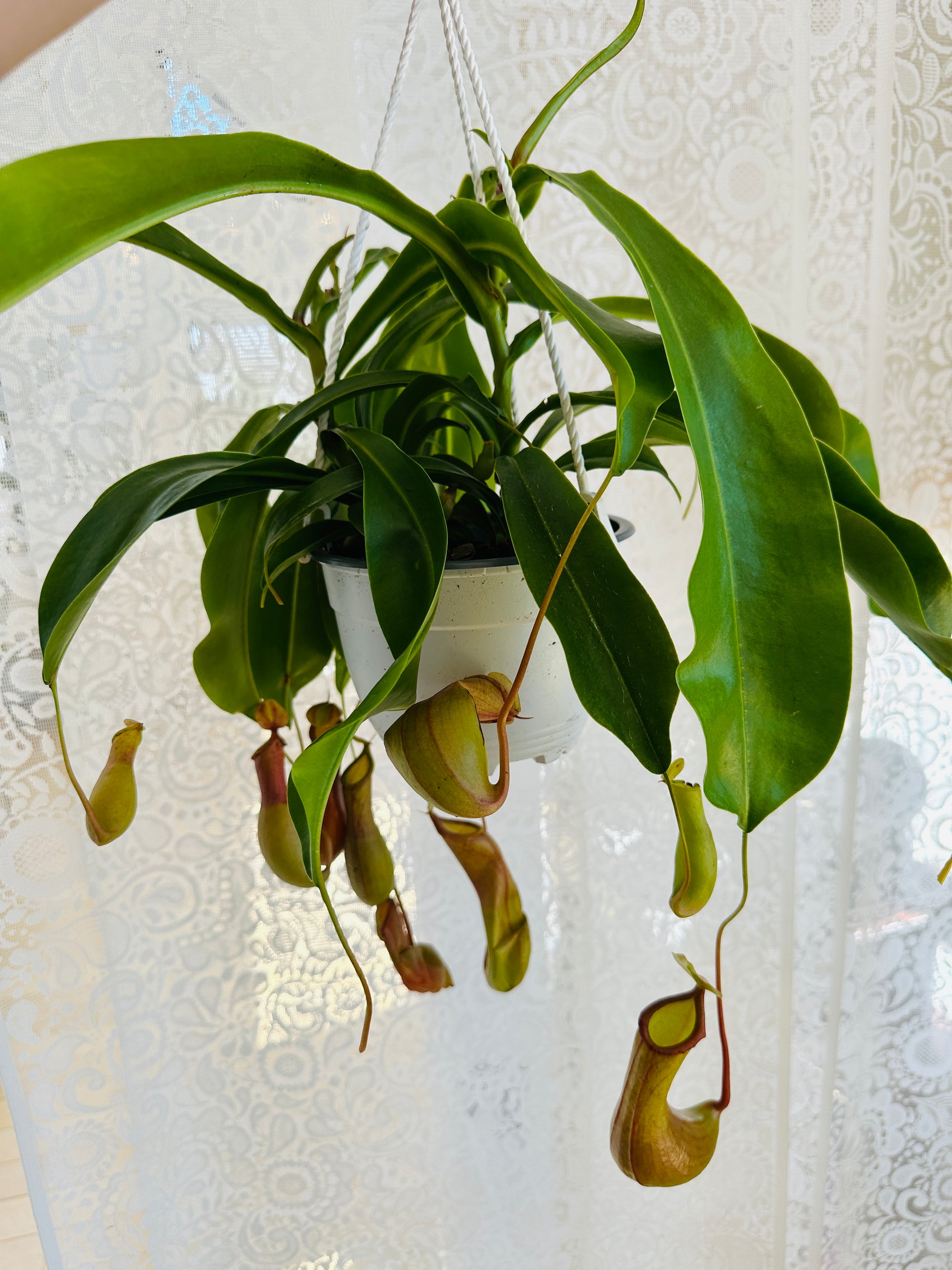 Nepenthes Alata