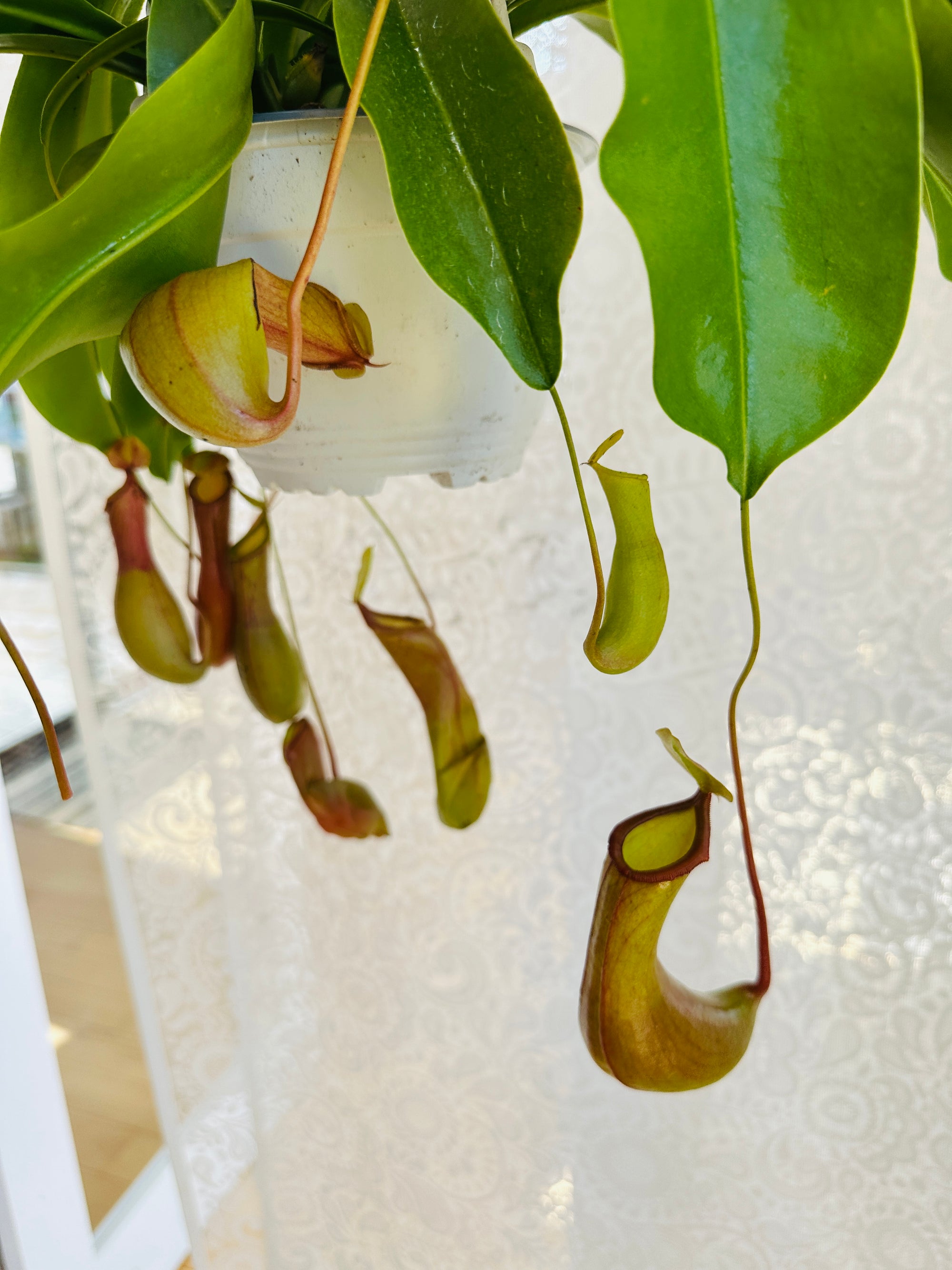Nepenthes Alata