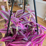 Tradescantia zebrina 'Pink Paradise'