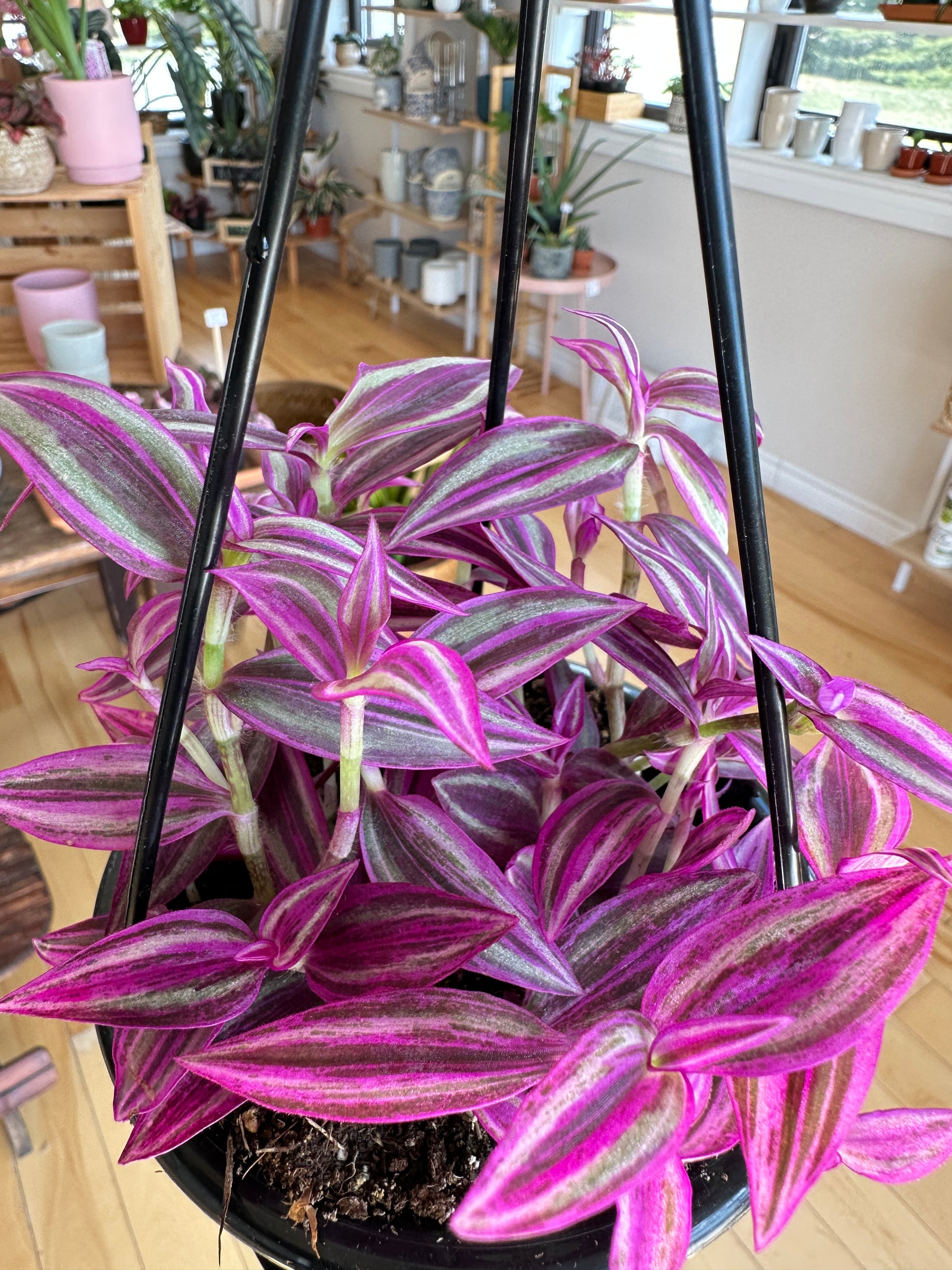 Tradescantia zebrina 'Pink Paradise' **RARE**