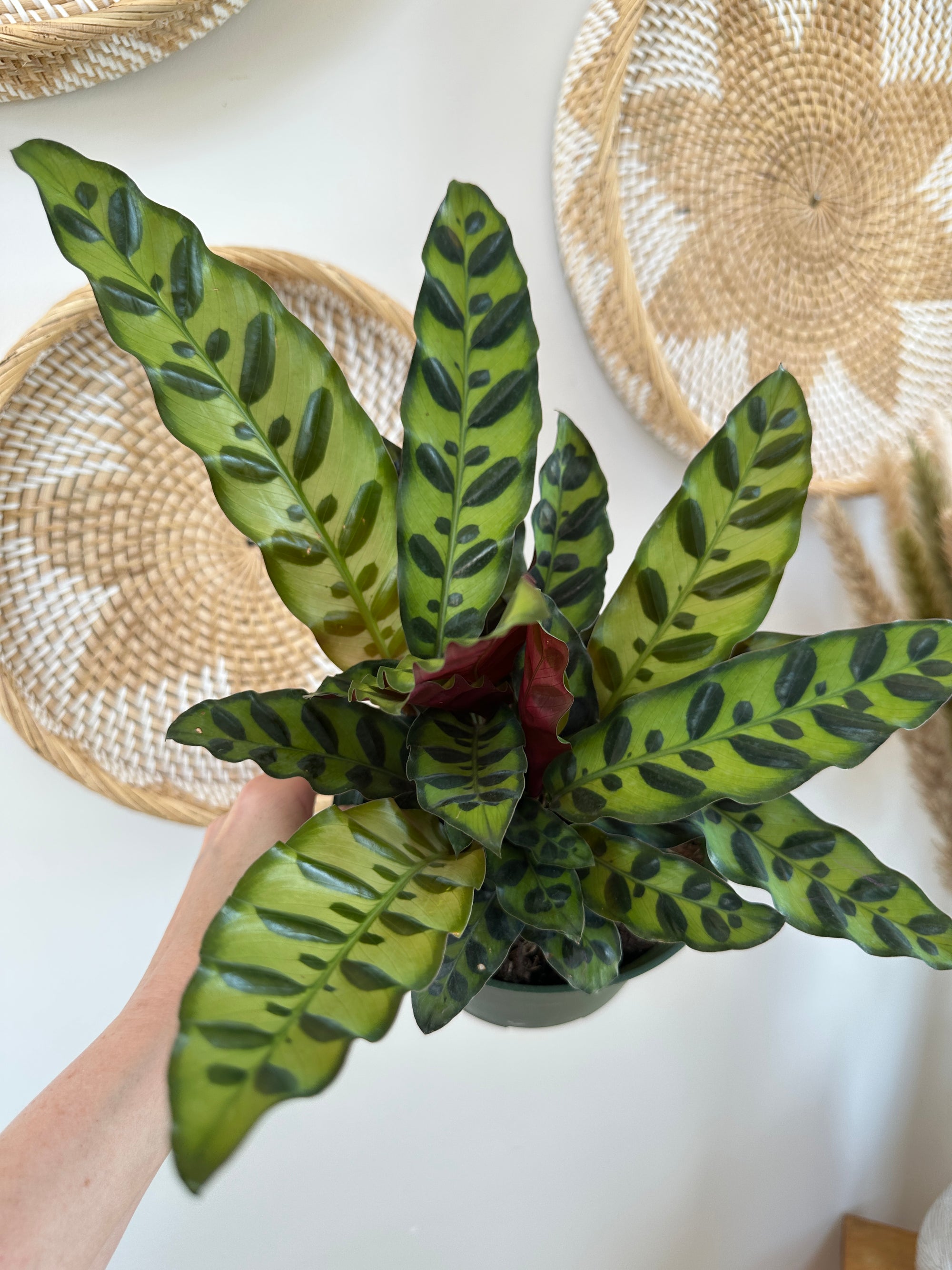 Calathea lancifolia "Rattlesnake"