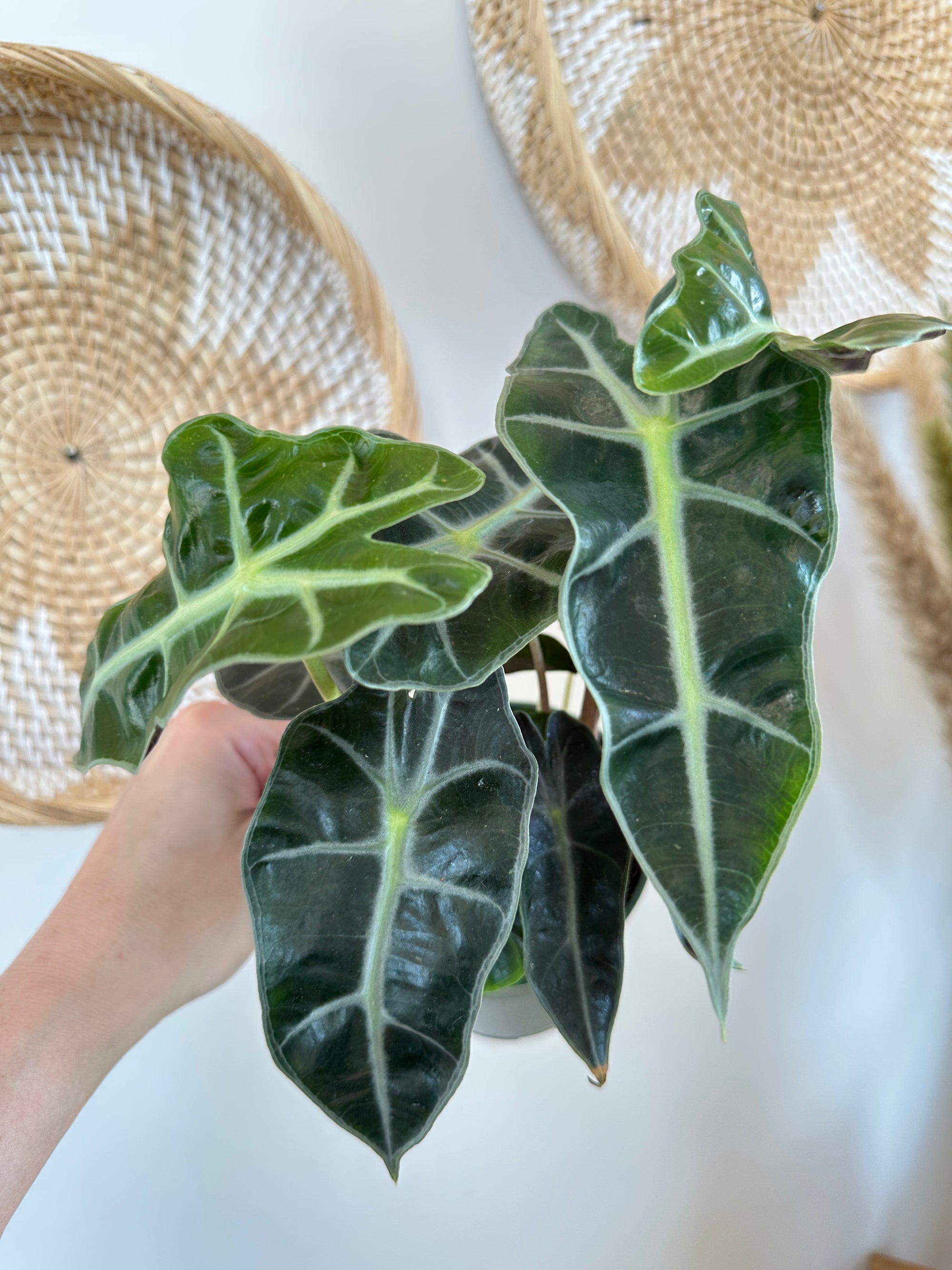 Alocasia x amazonica 'Polly'