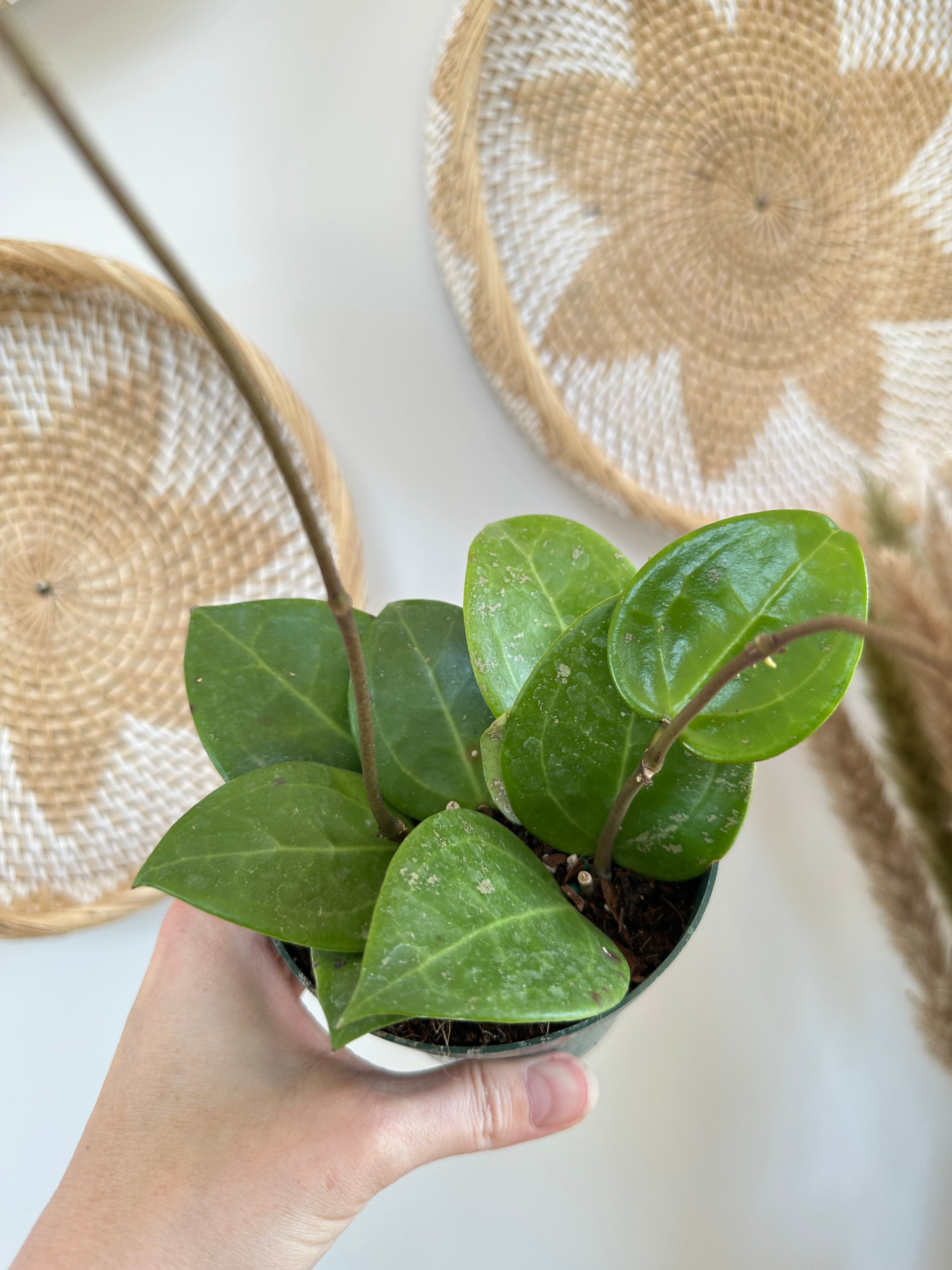Hoya Parasitica 'Splash'