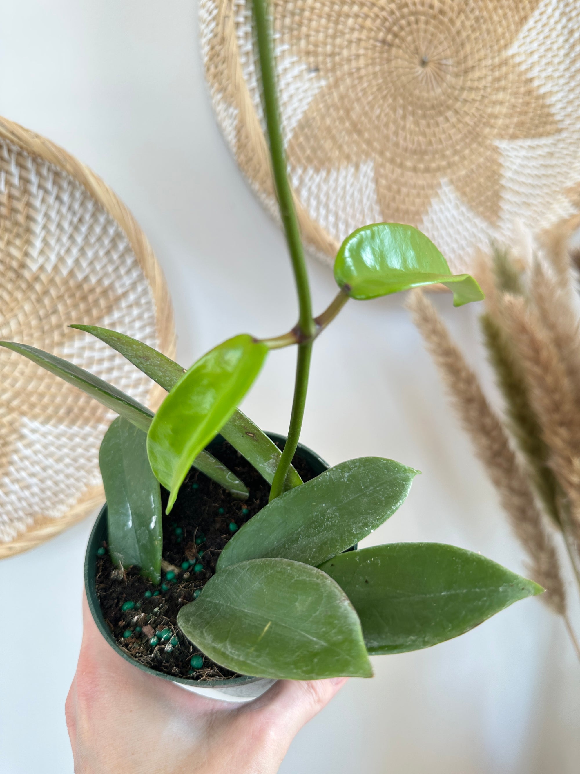 Hoya Meliflua