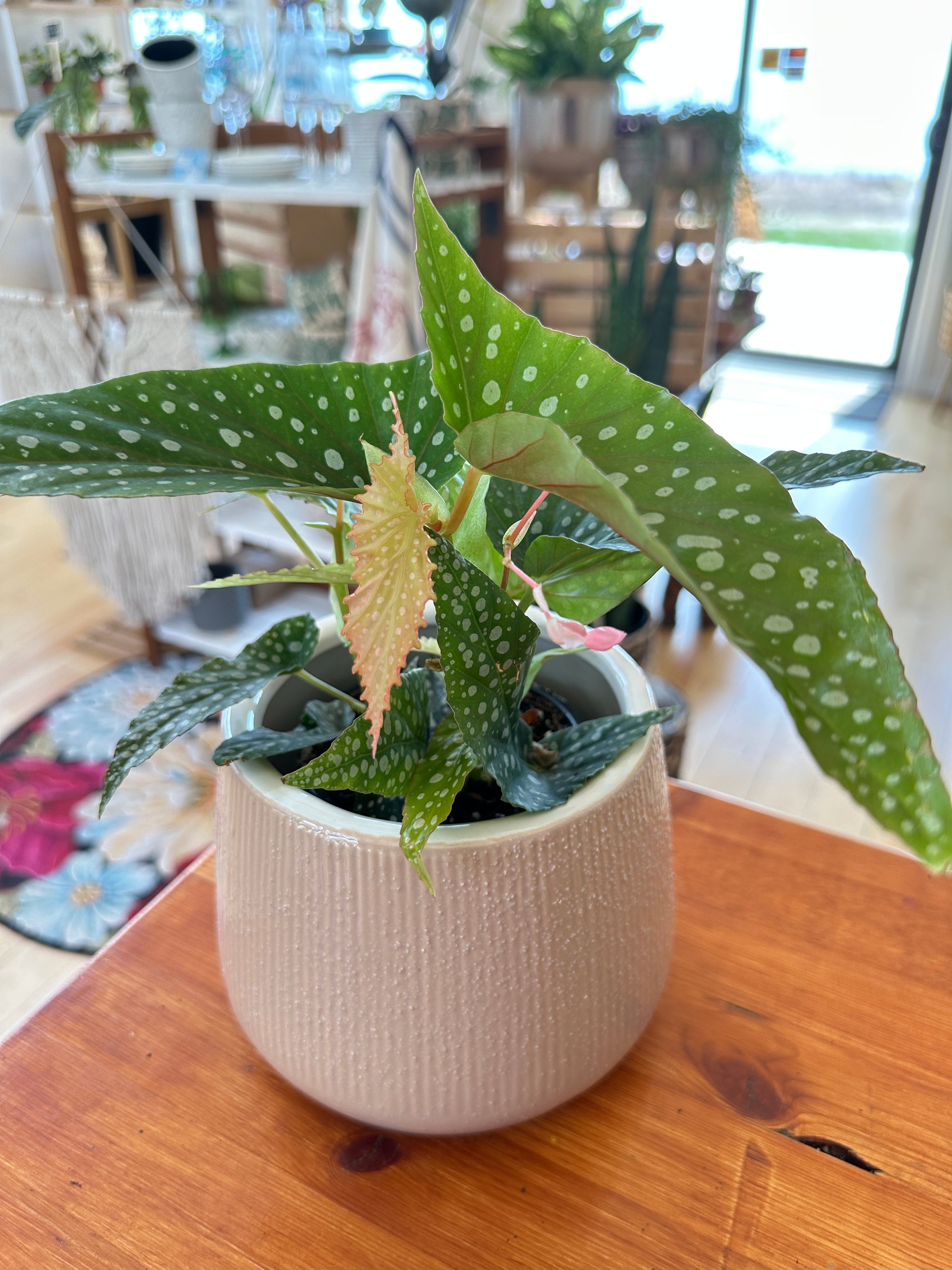 Begonia maculata 'Double dot'