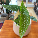 Begonia maculata 'Double dot'