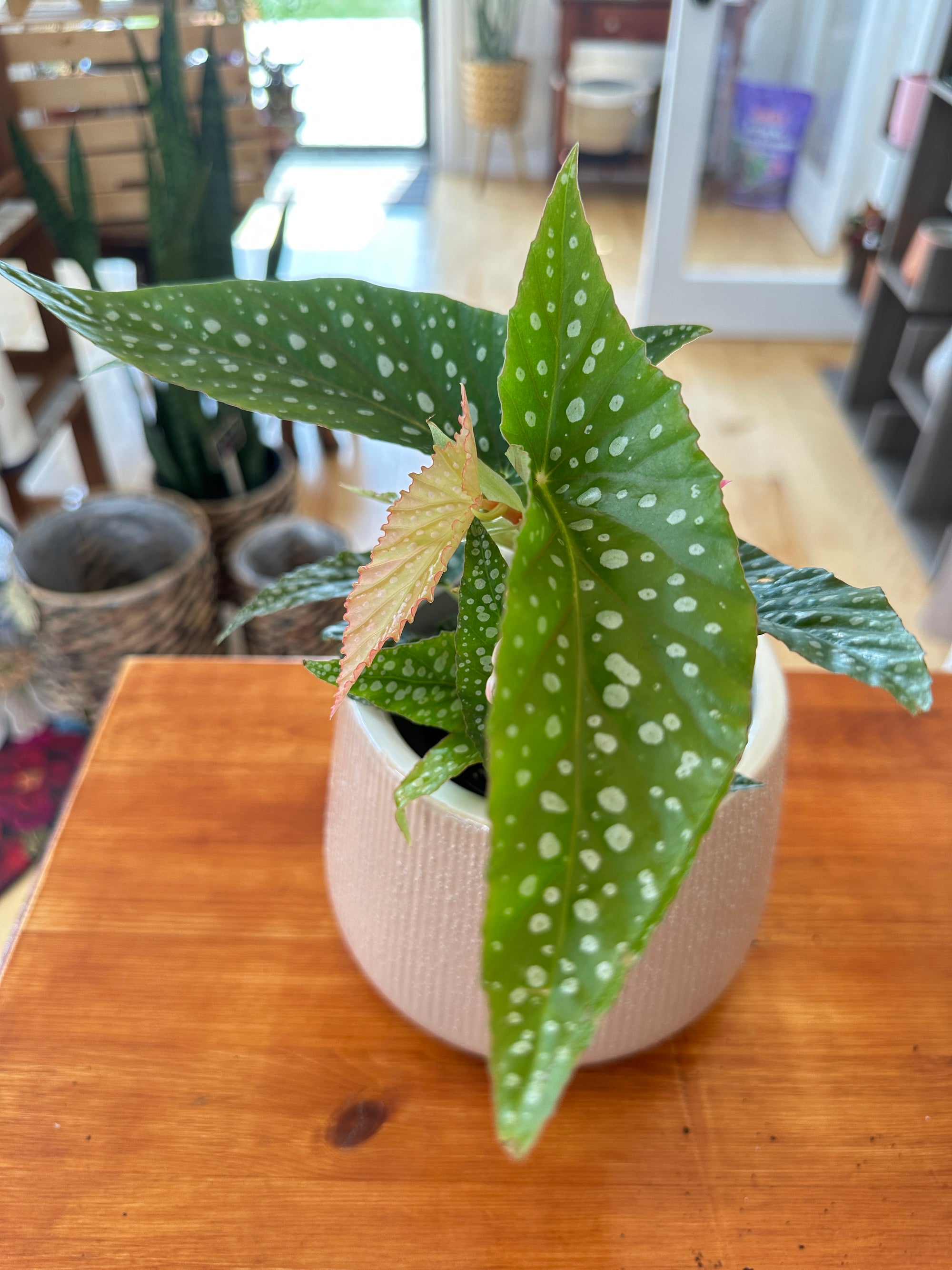Begonia maculata 'Double dot'