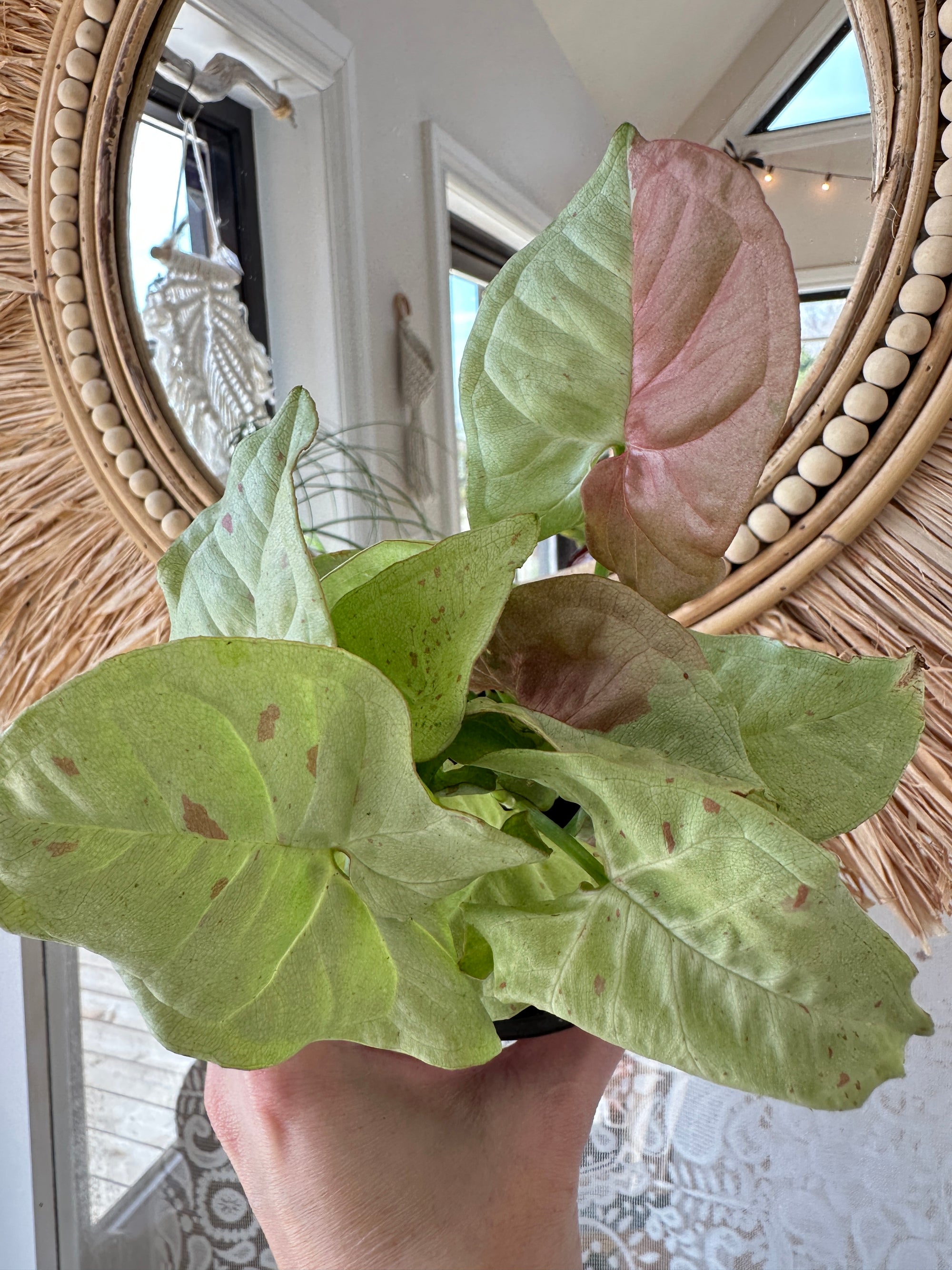 Syngonium podophyllum 'Milk Confetti'
