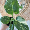 Monstera 'Thai Constellation'