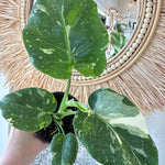 Monstera 'Thai Constellation'