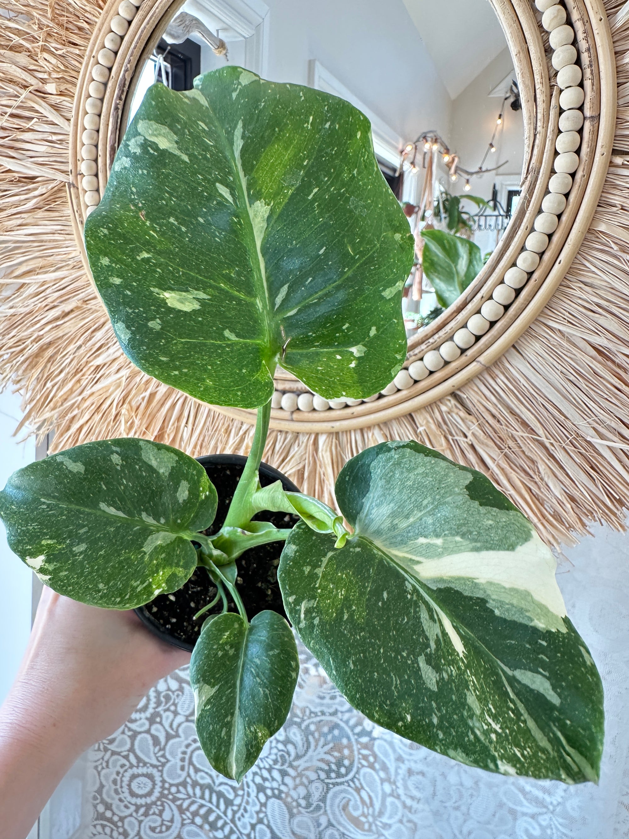 Monstera 'Thai Constellation'