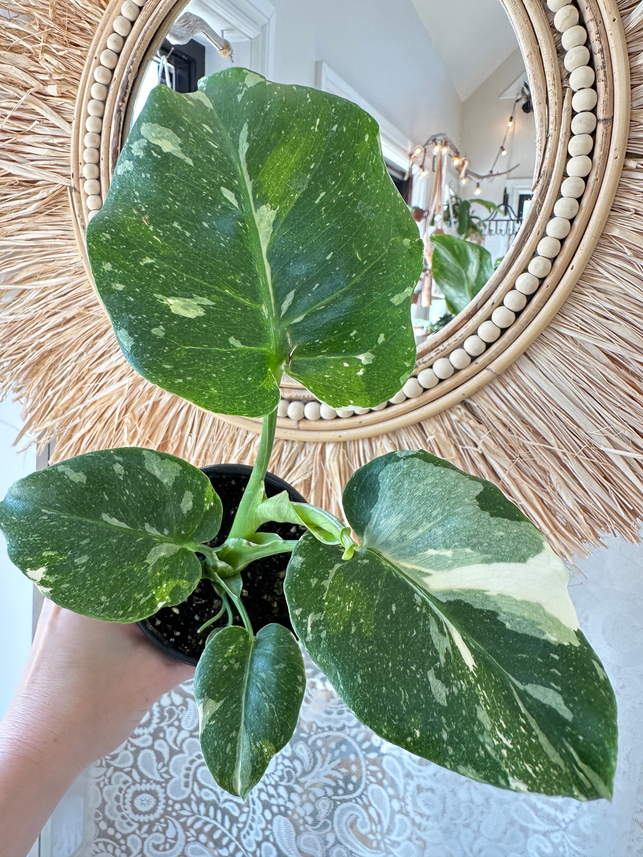 Monstera 'Thai Constellation'