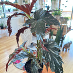 Begonia maculata 'Silver Mist'