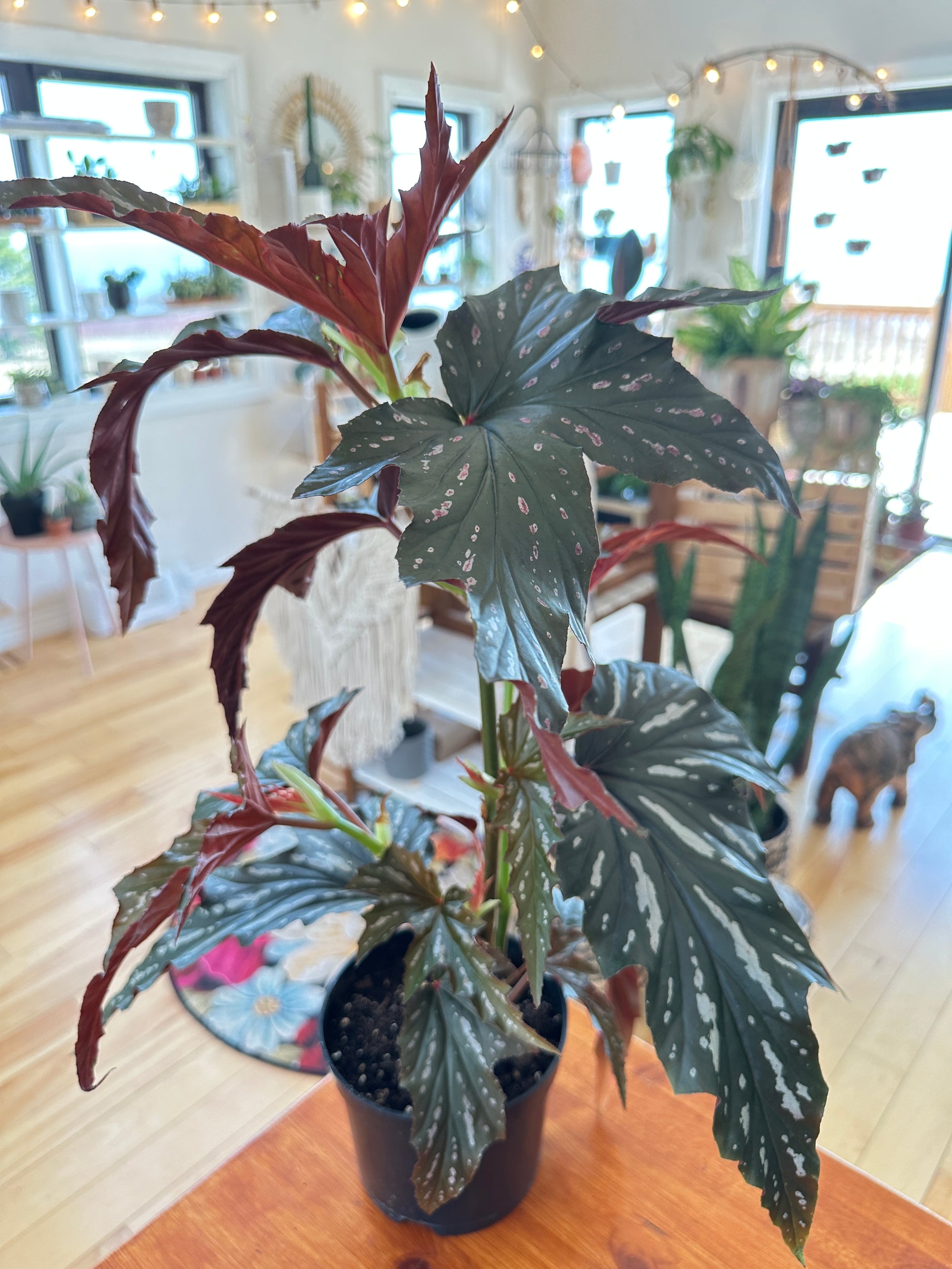 Begonia maculata 'Silver Mist'
