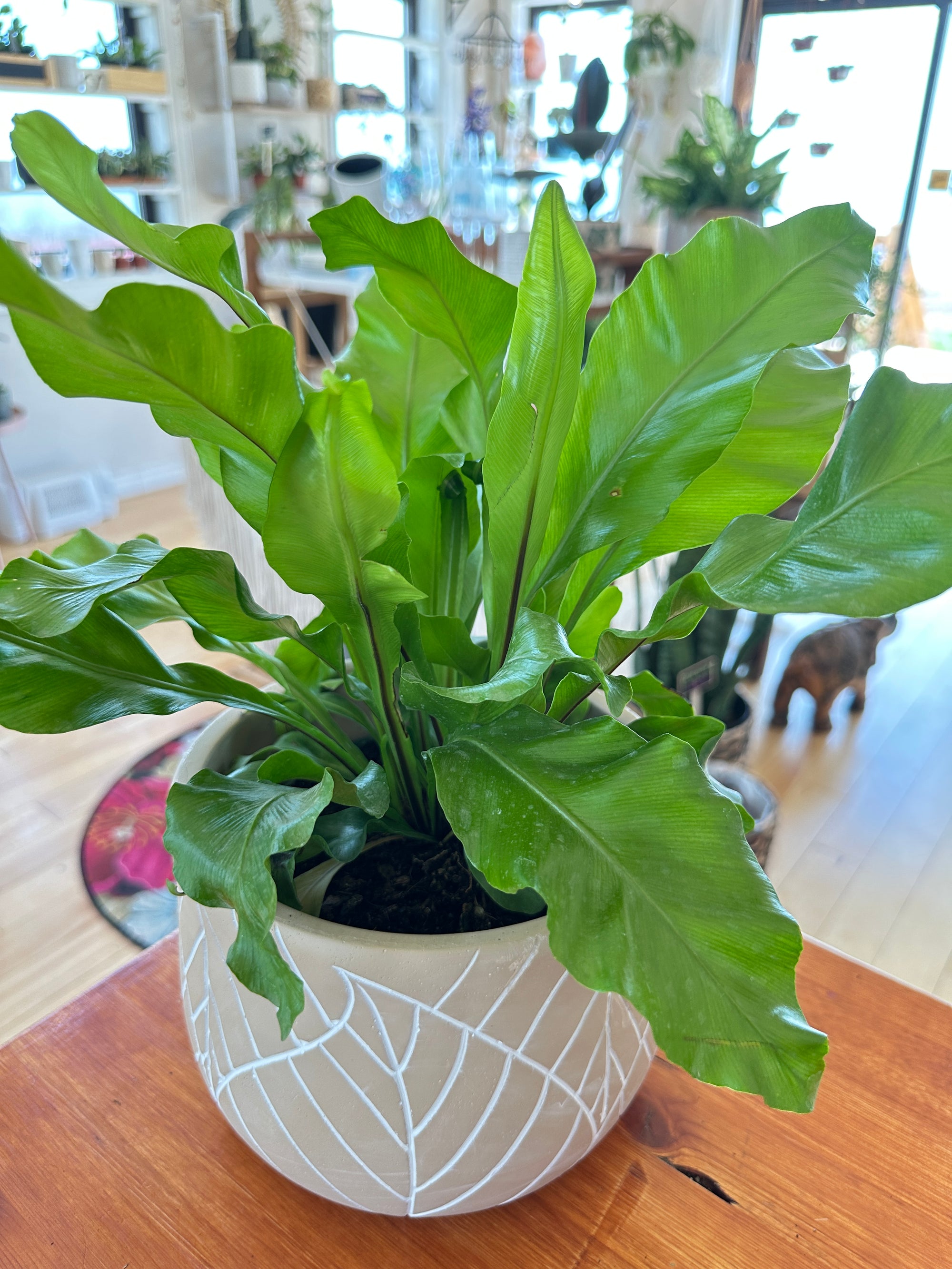 Asplenium nidus 'Crispy wave'