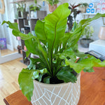 Asplenium nidus 'Crispy wave'