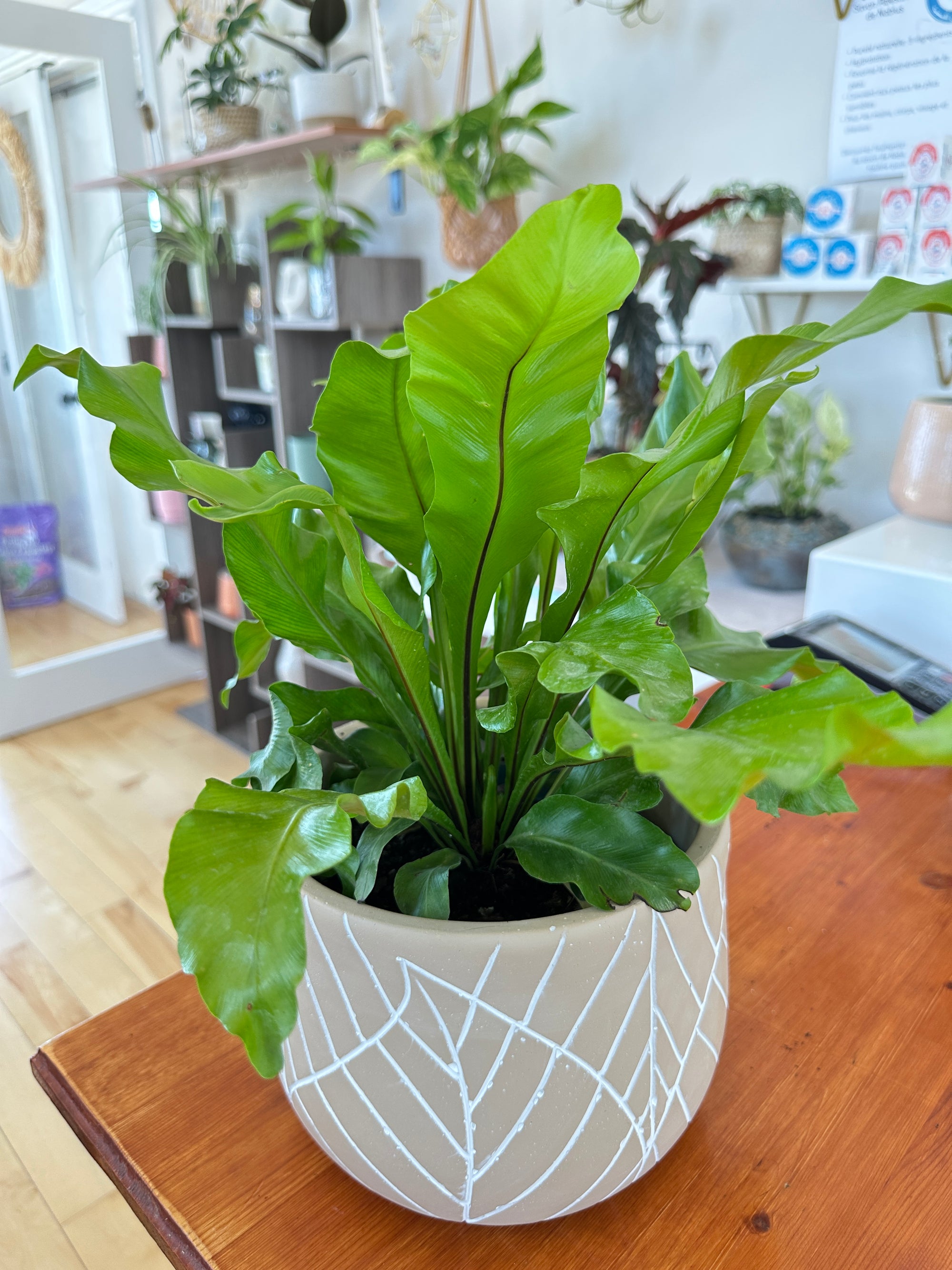 Asplenium nidus 'Crispy wave'
