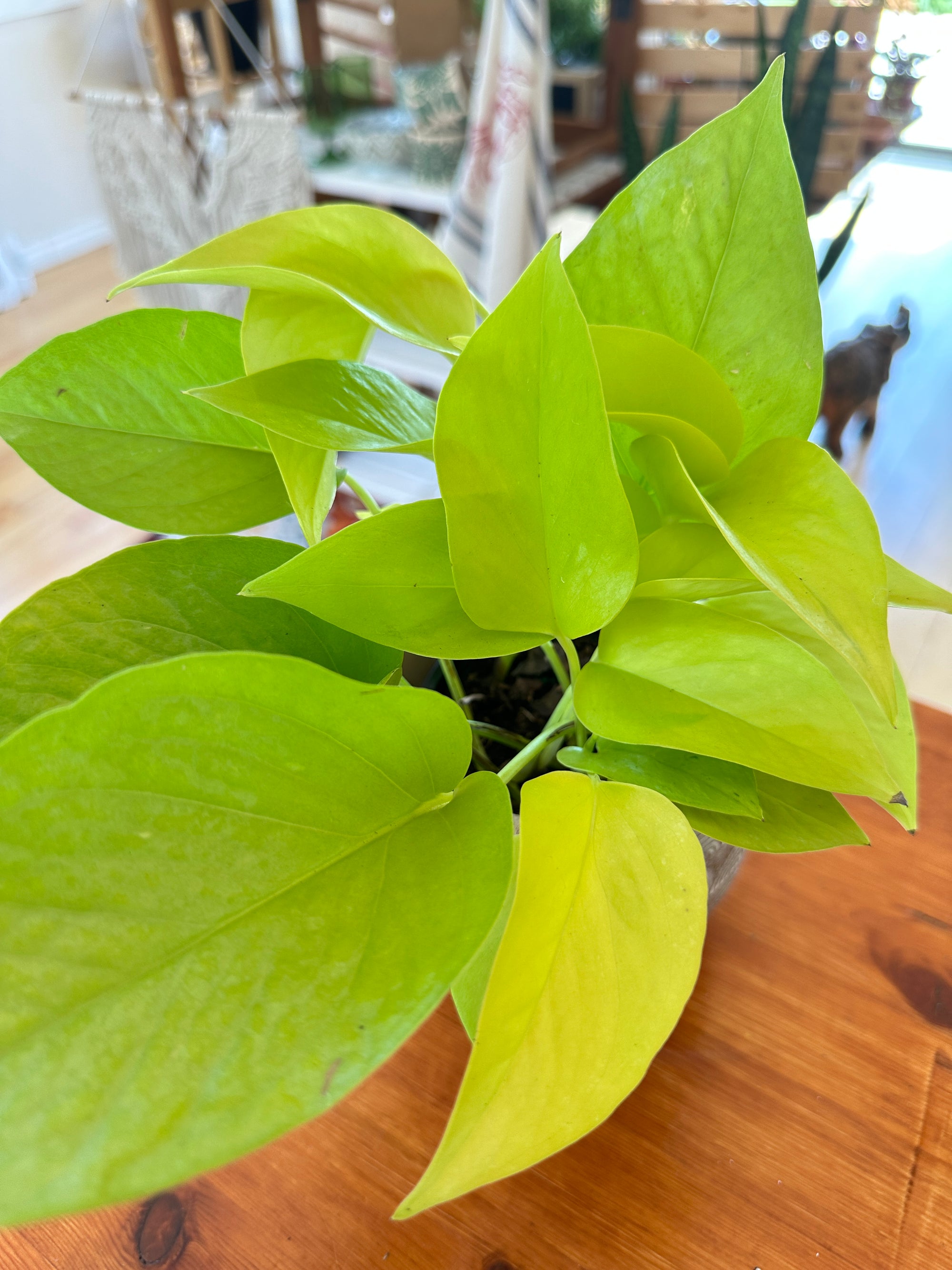 Epipremnum aureum ‘Neon’