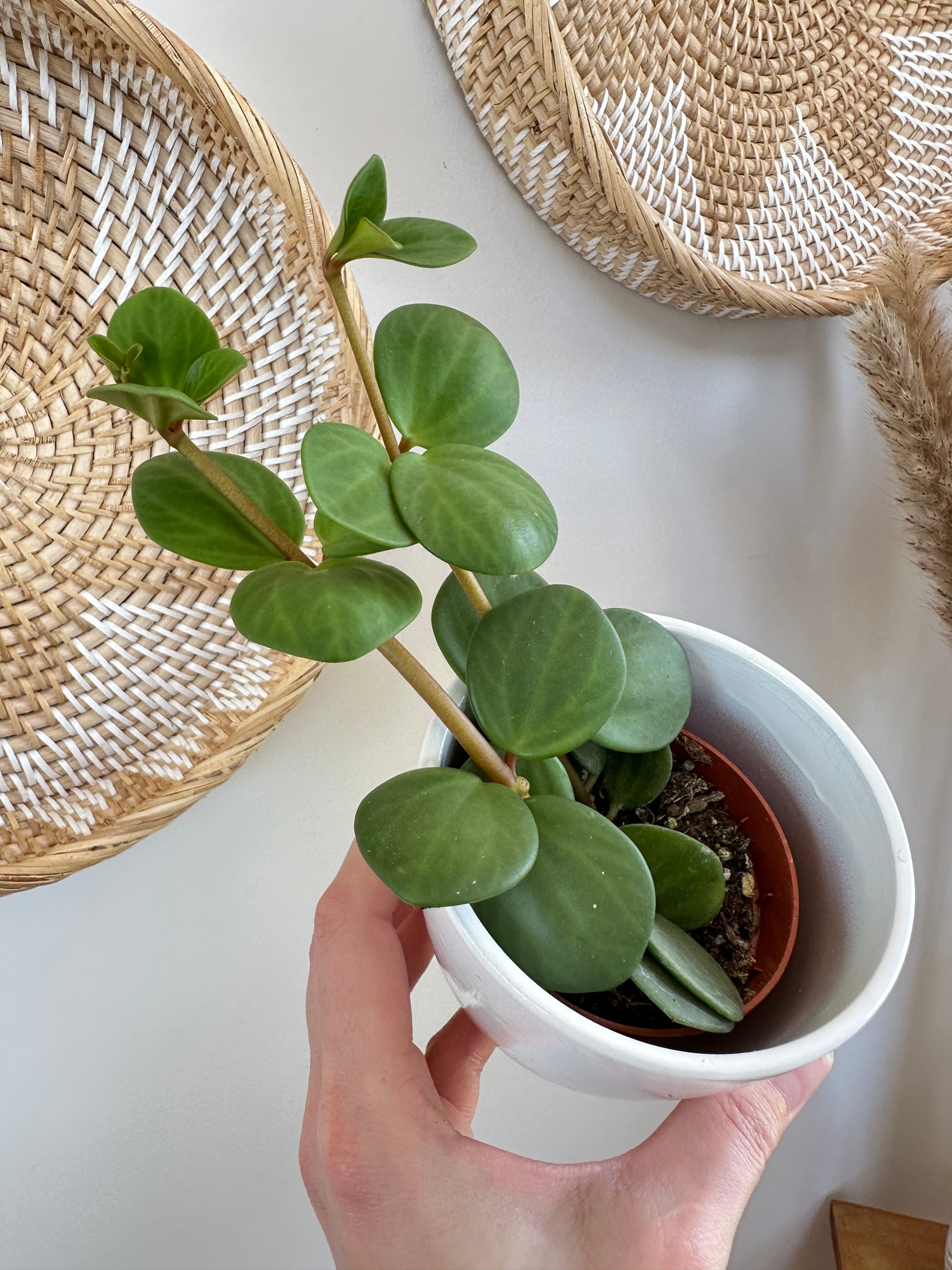 Peperomia Hope