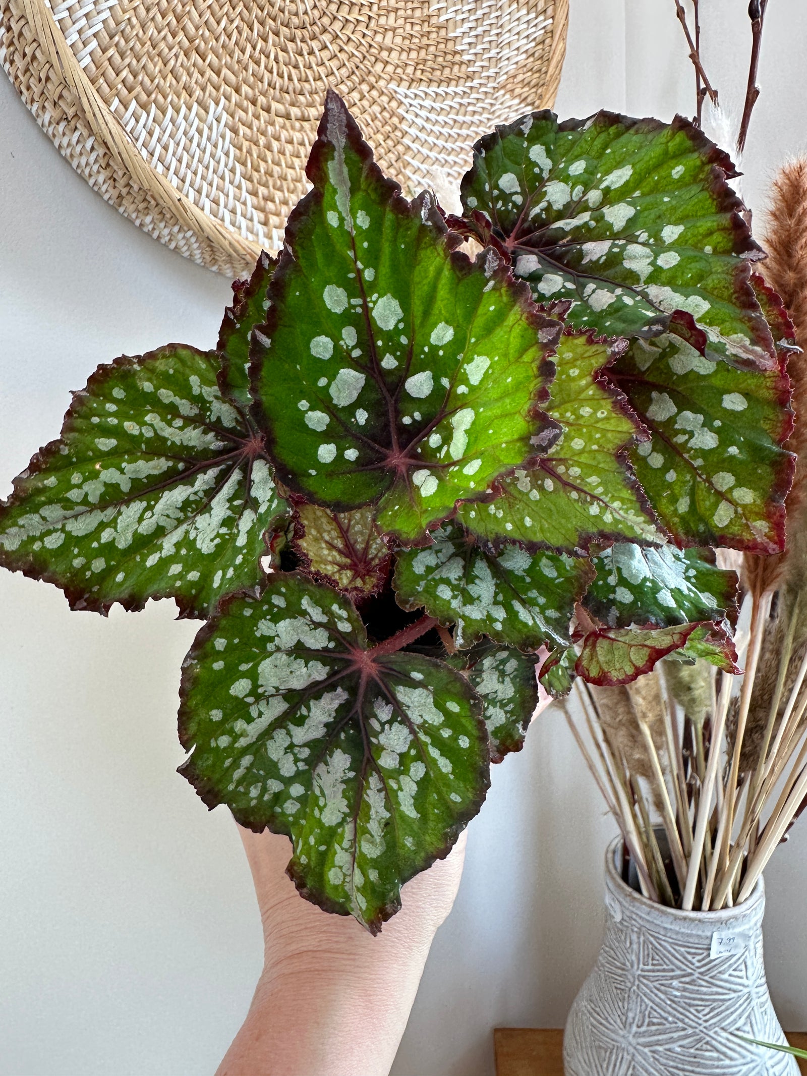 Begonia Rex 'Forest Stream'