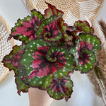 Begonia Rex 'Macarena'