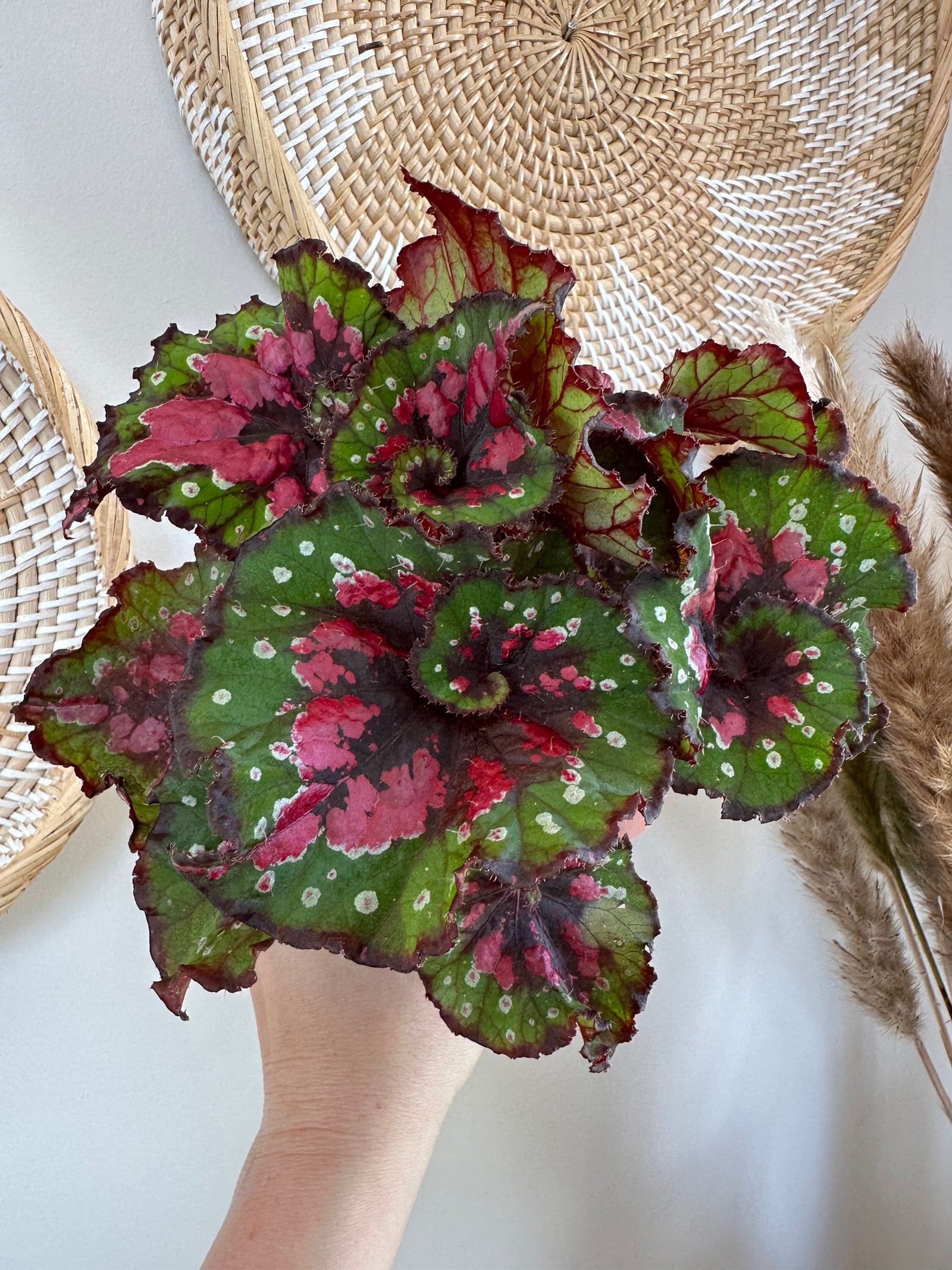 Begonia Rex 'Macarena'