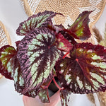 Begonia Rex 'Fireworks'