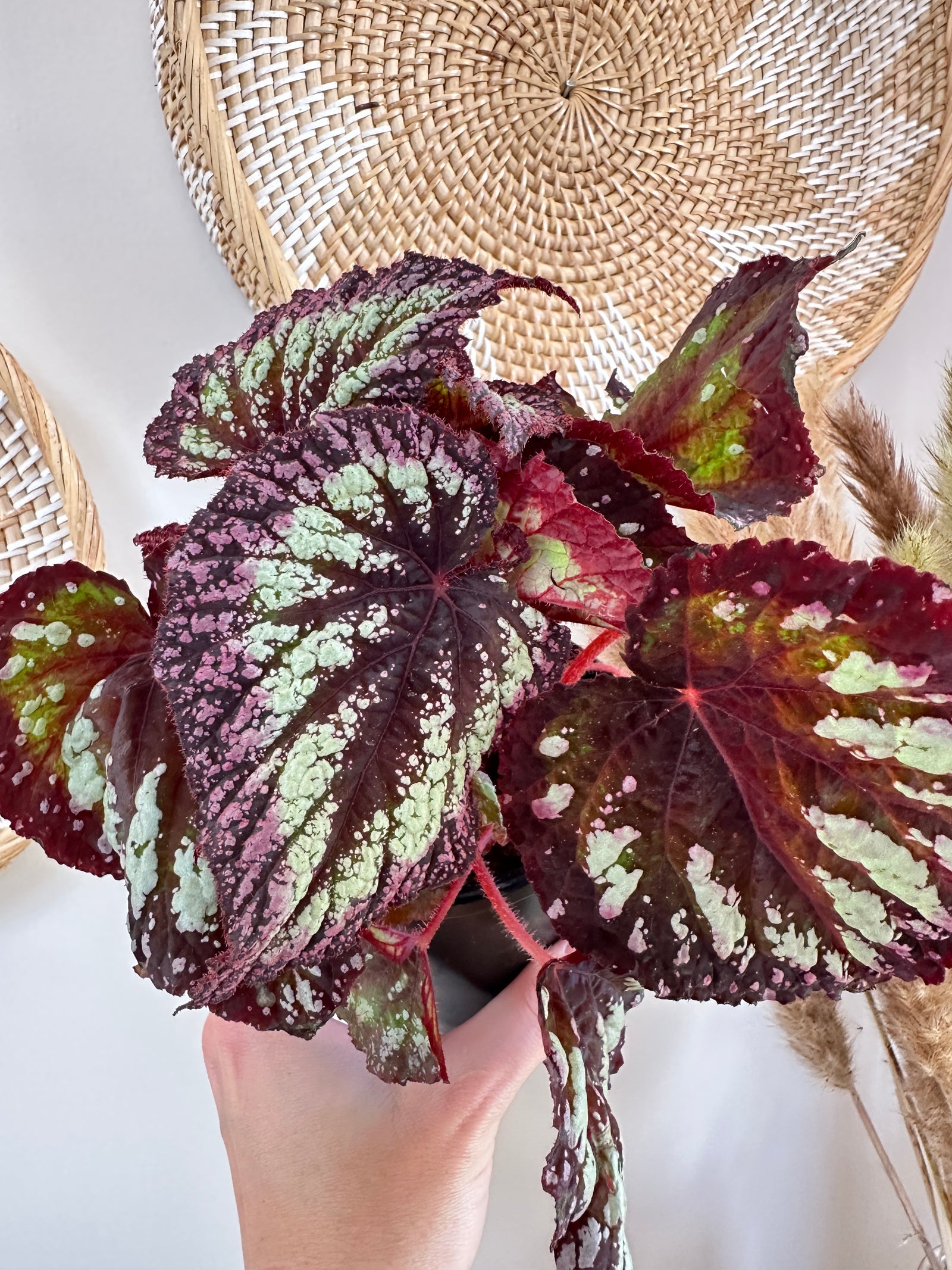 Begonia Rex 'Fireworks'