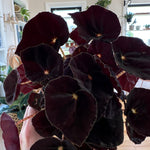 Begonia Rex 'Conga'