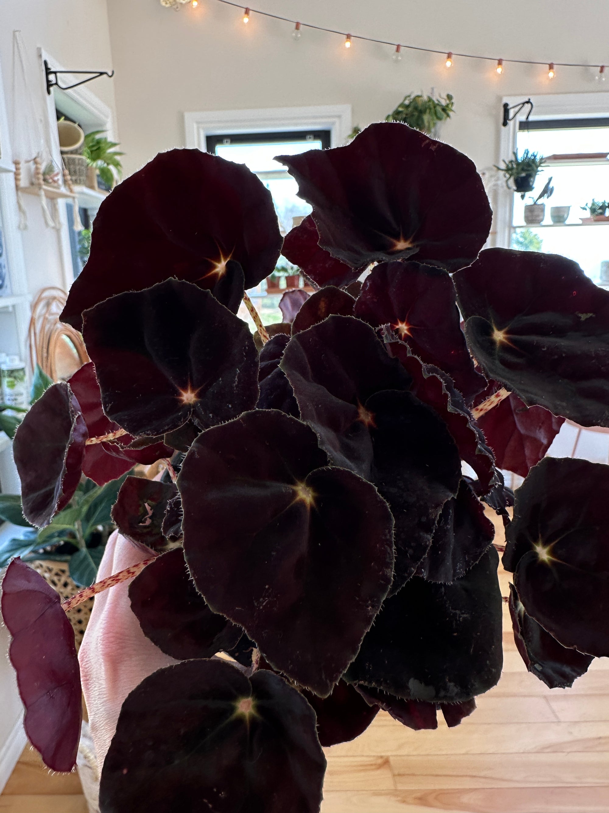 Begonia Rex 'Conga'