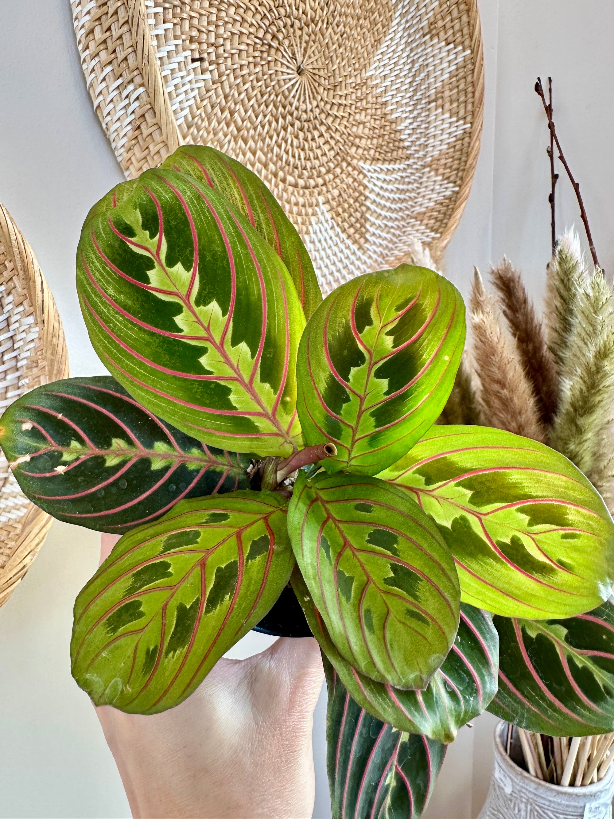 Maranta leuconeura var. erythroneura 'rouge'