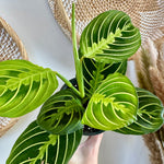 Maranta Leuconeure 'Lemon Lime'