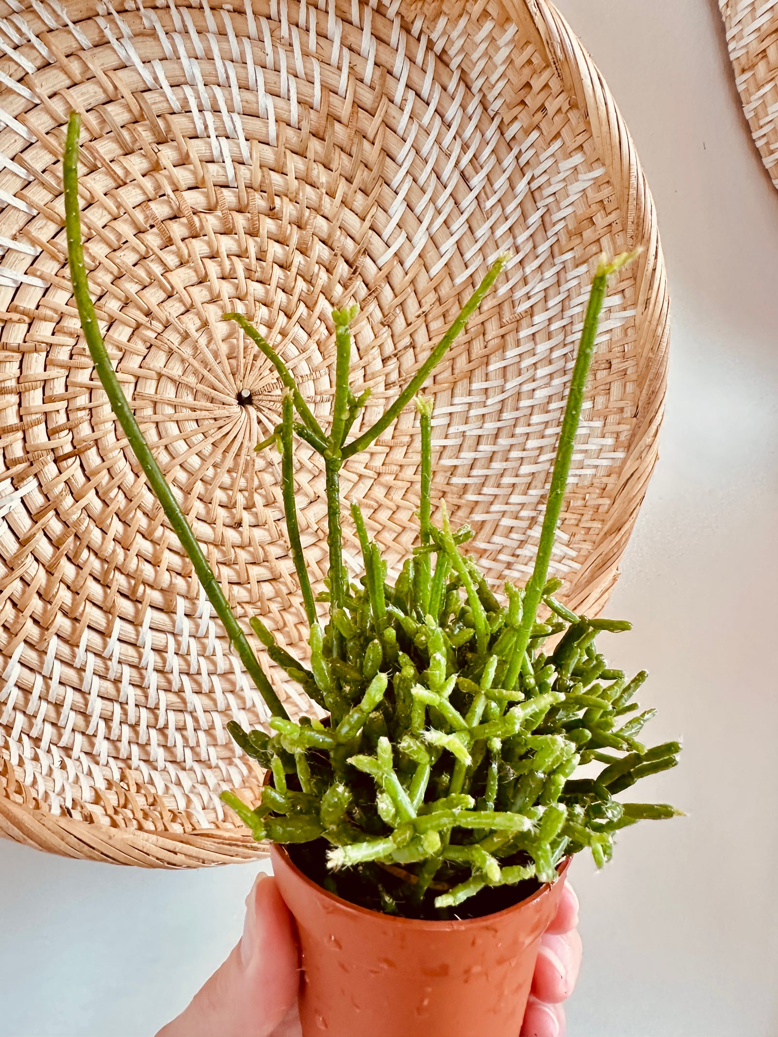 Rhipsalis 'Cereuscula'