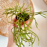 Rhipsalis 'Baccifera'