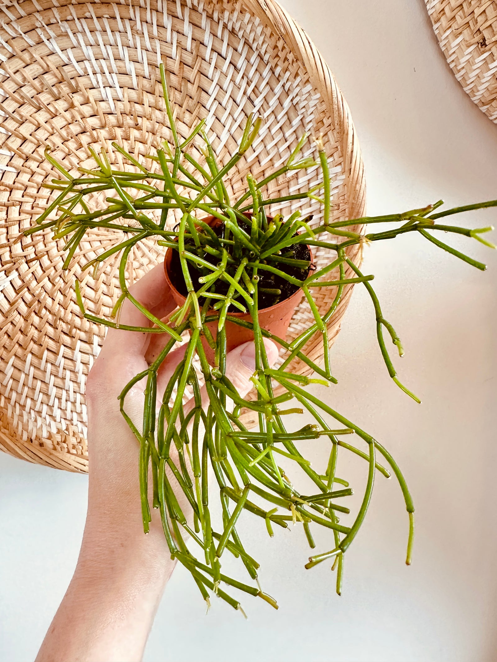 Rhipsalis 'Baccifera'