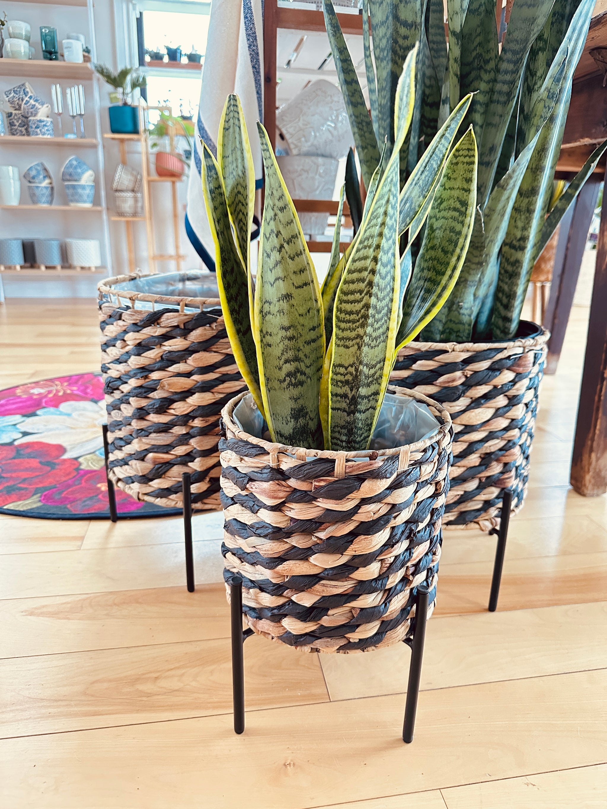 Dracaena Trifasciata 'Laurentii'