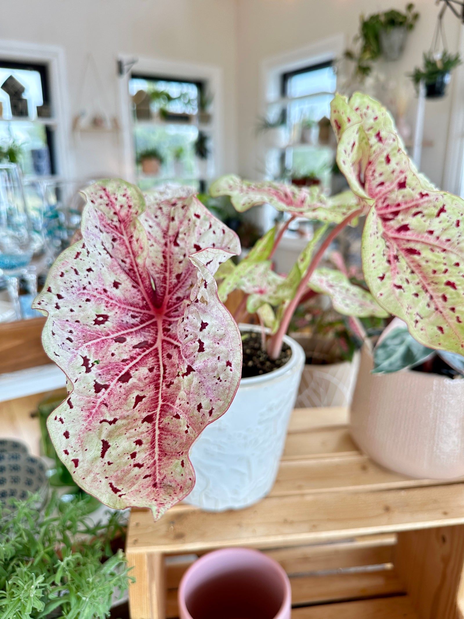 Caladium Miss Moffet