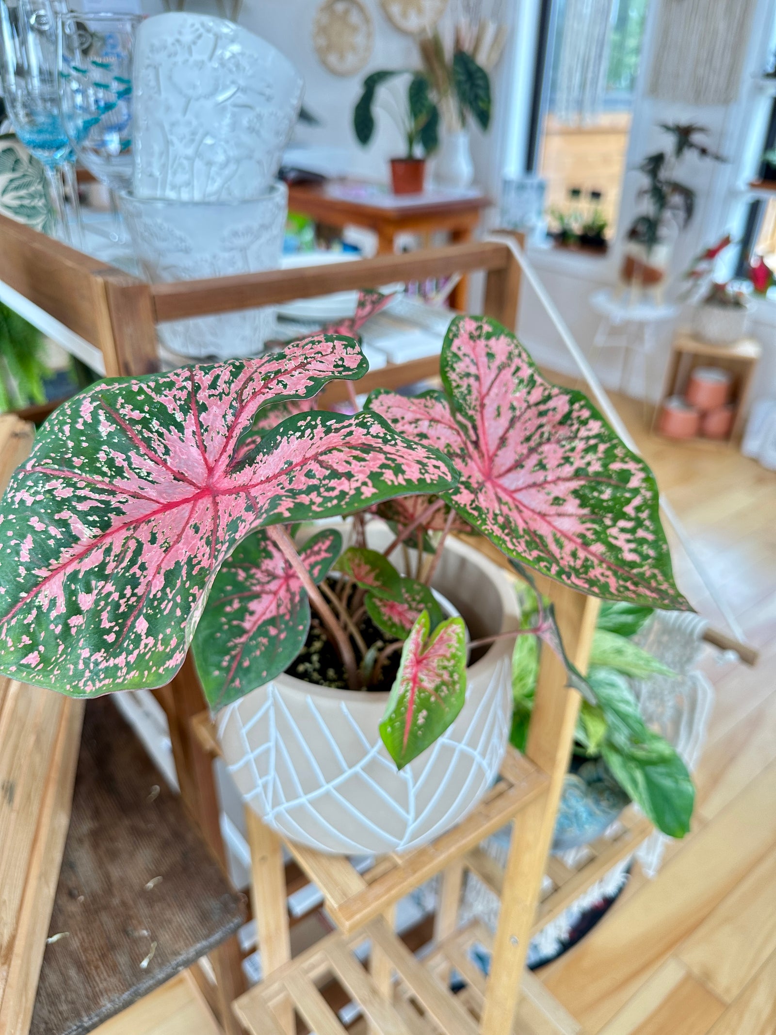 Caladium Pink Beauty