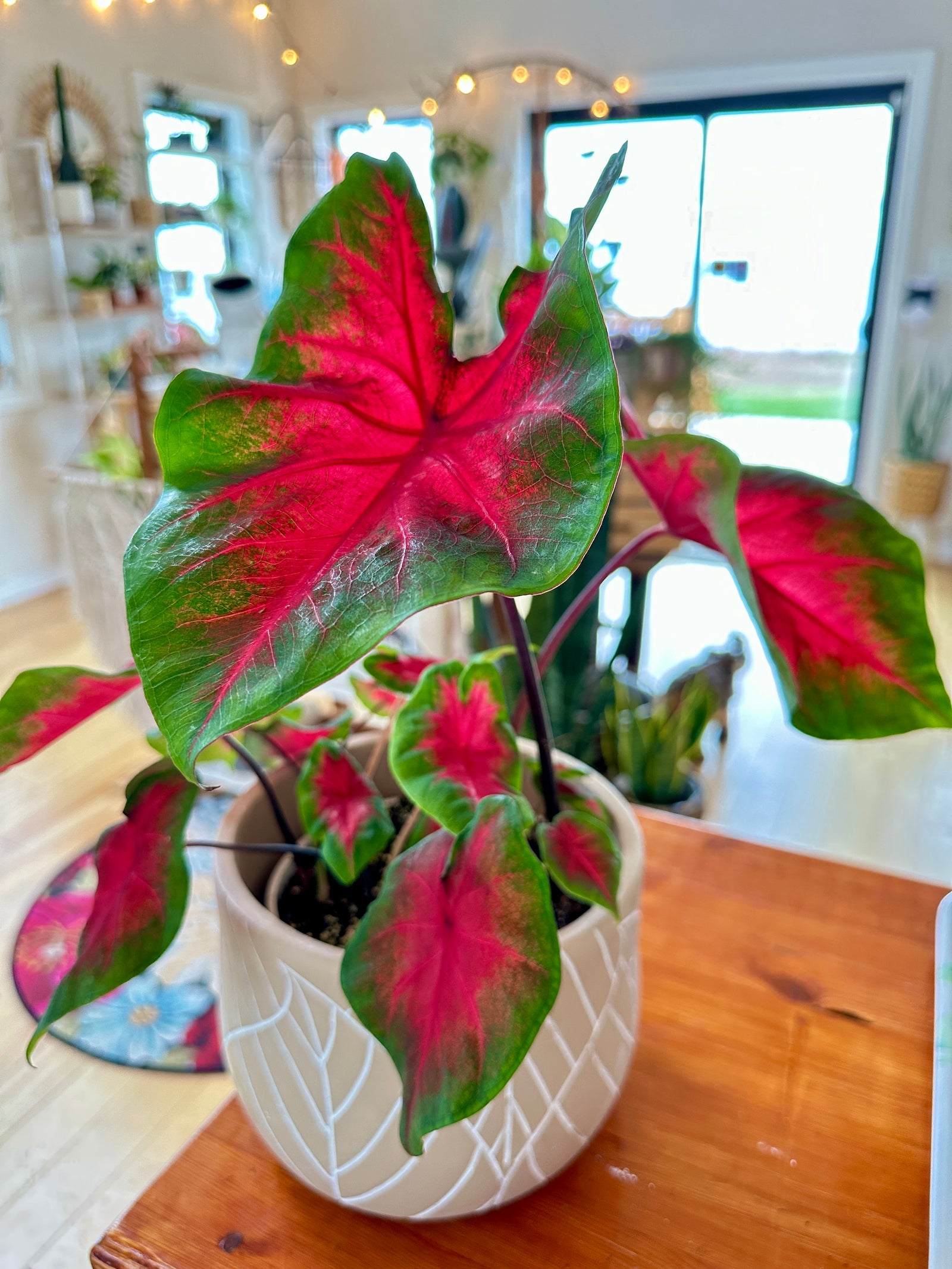 Caladium Freida Hemple