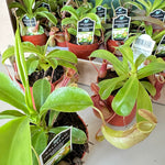 Nepenthes Alata
