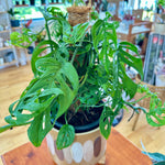Monstera Adansonii