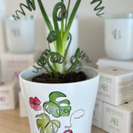 Albuca Spiralis "Frizzle Sizzle" 4"