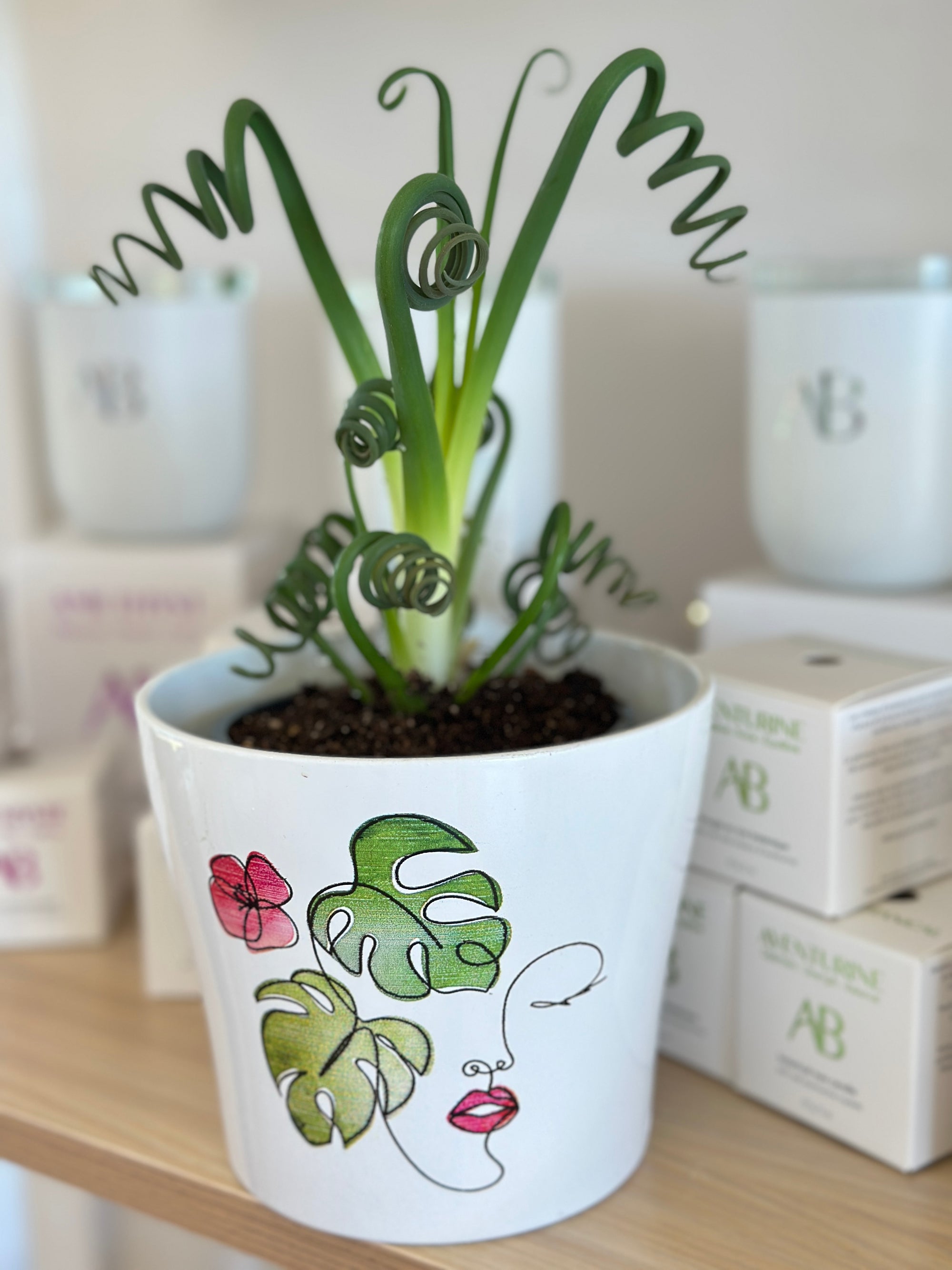 Albuca Spiralis "Frizzle Sizzle" 4"