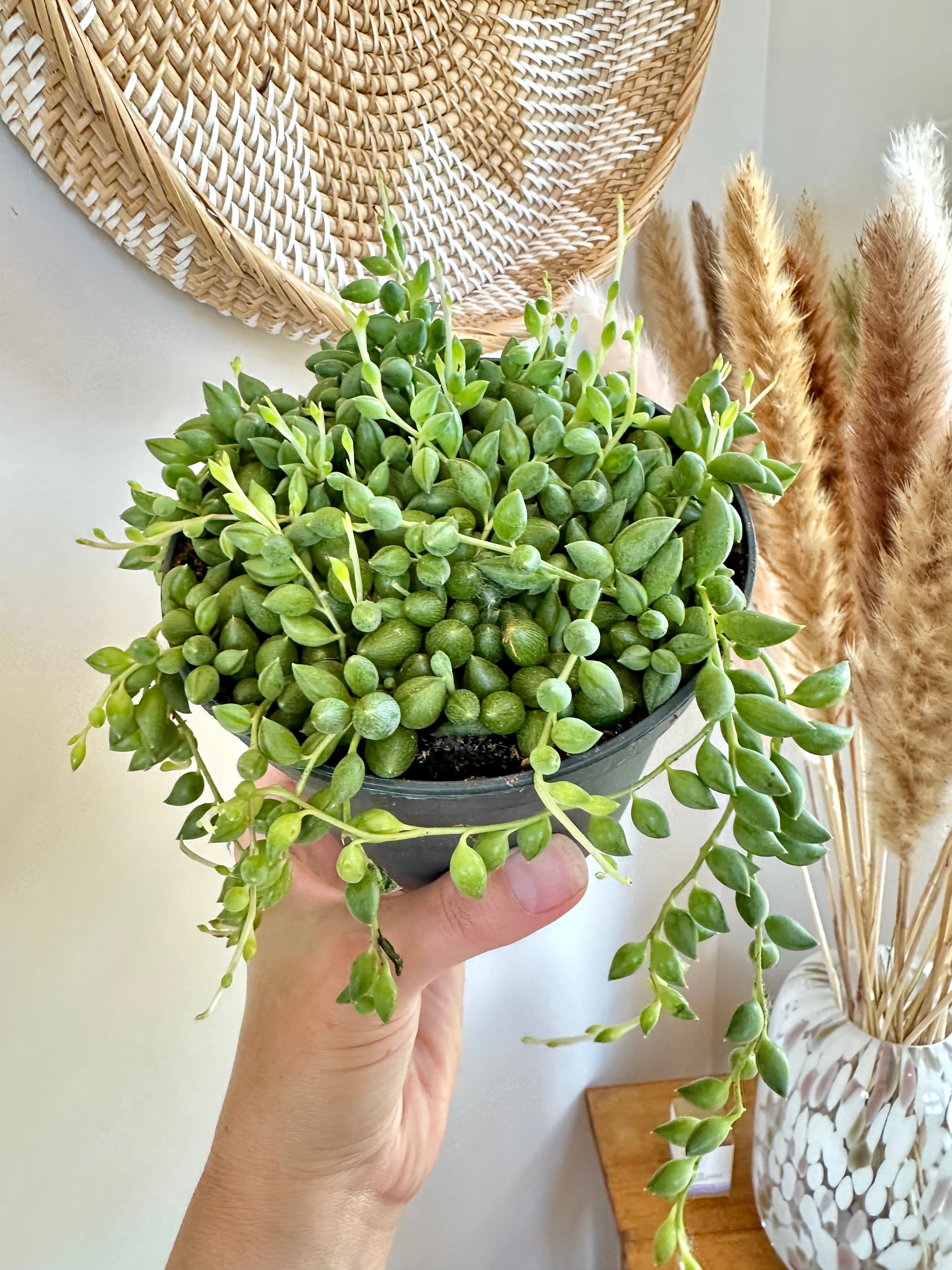 senecio collier de larmes string of tears