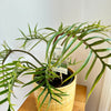 Philodendron Tortum 6"