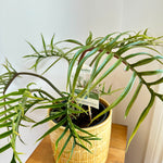 Philodendron Tortum 6"