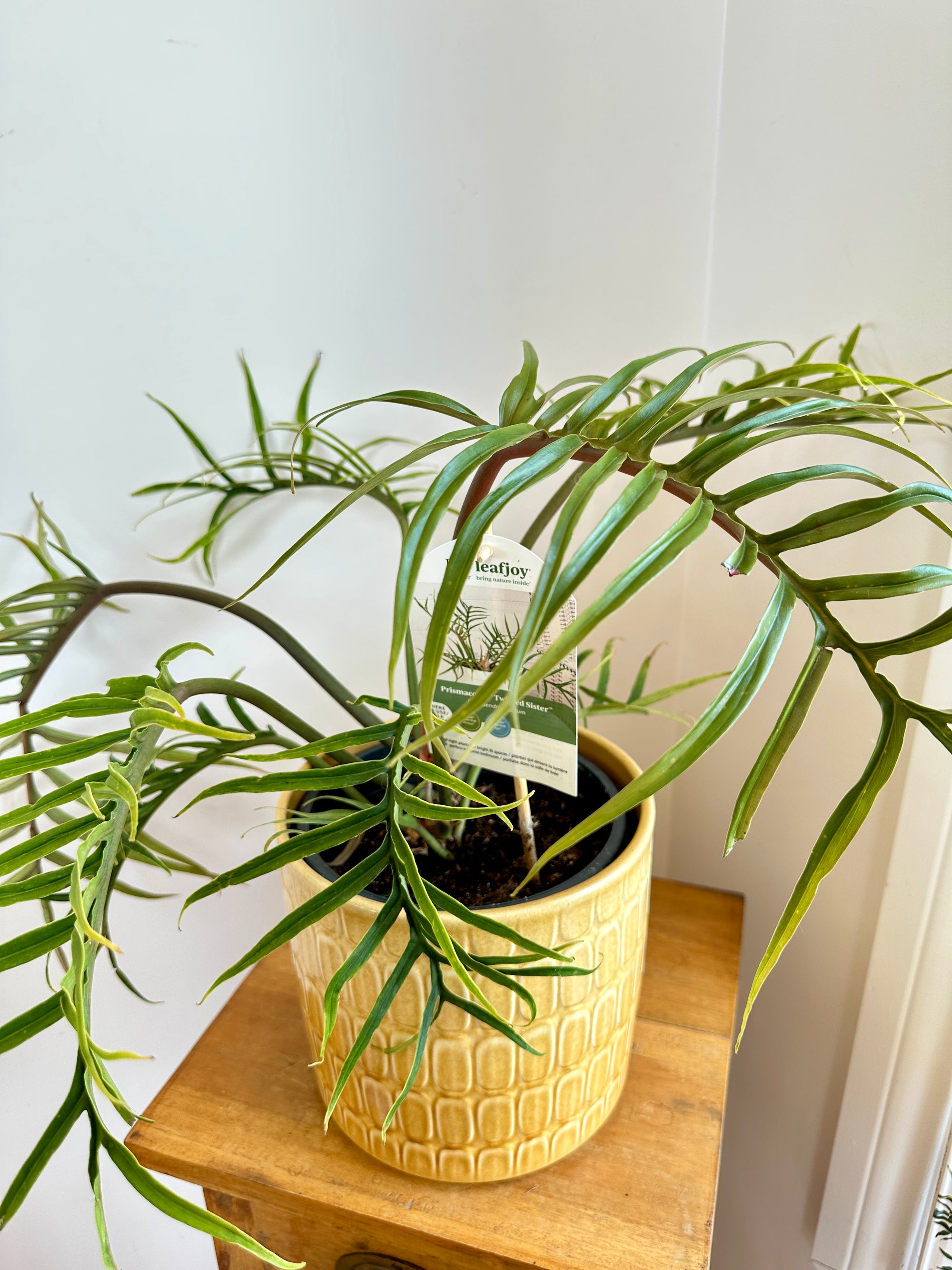 Philodendron Tortum 6"