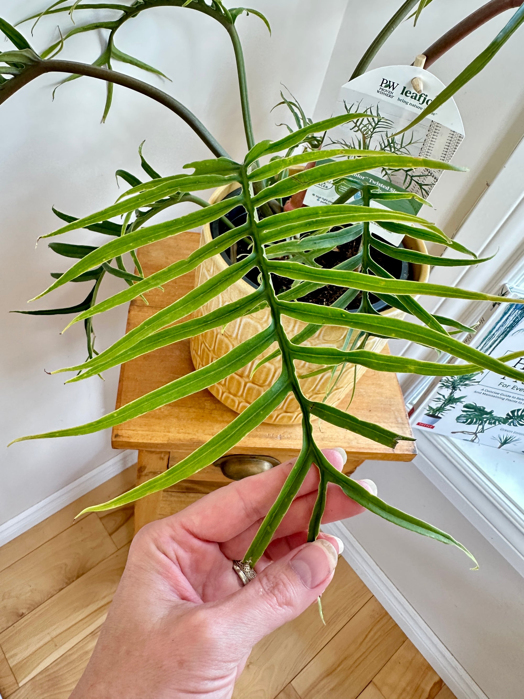 Philodendron Tortum 6"
