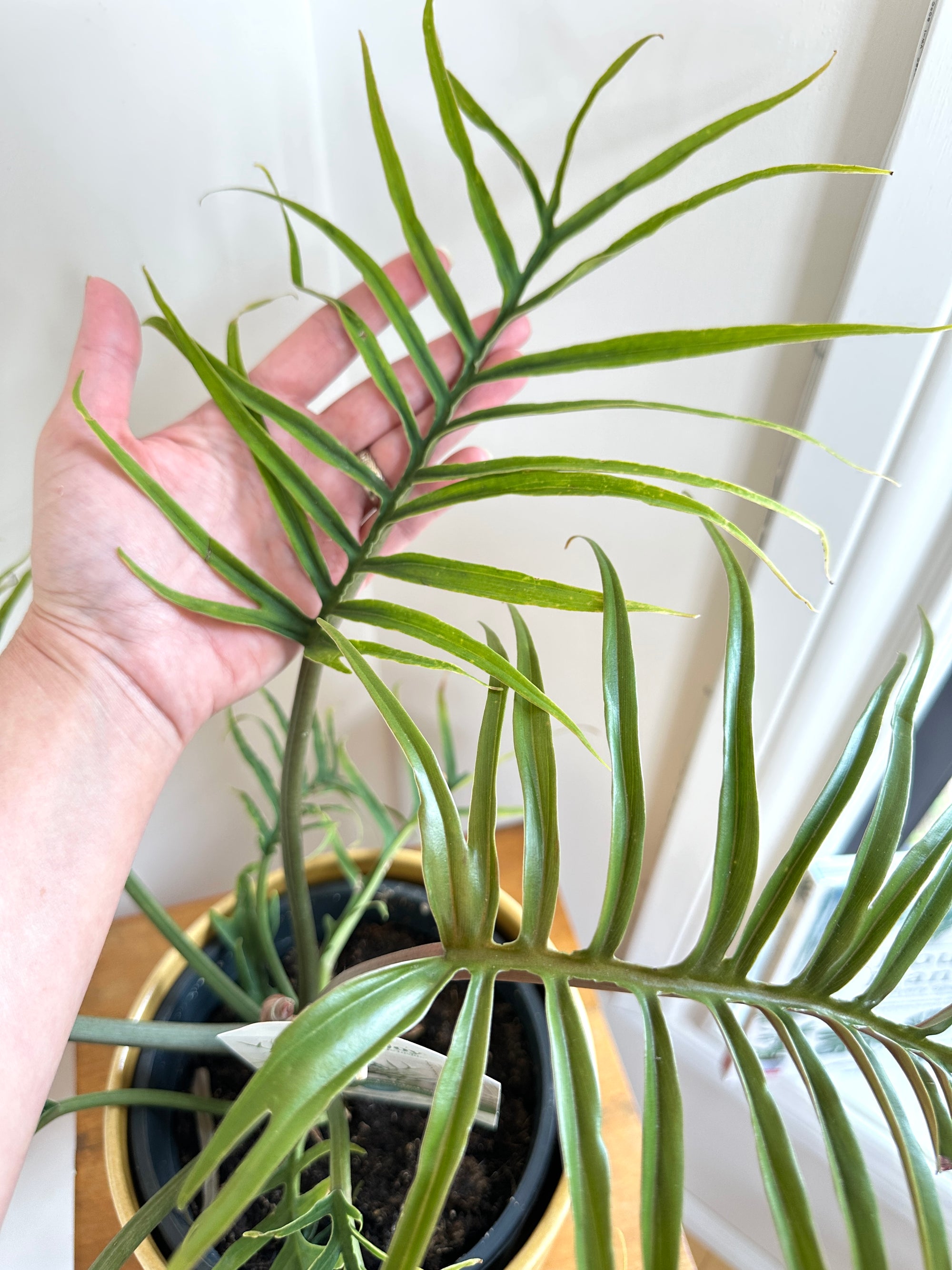 Philodendron Tortum 6"