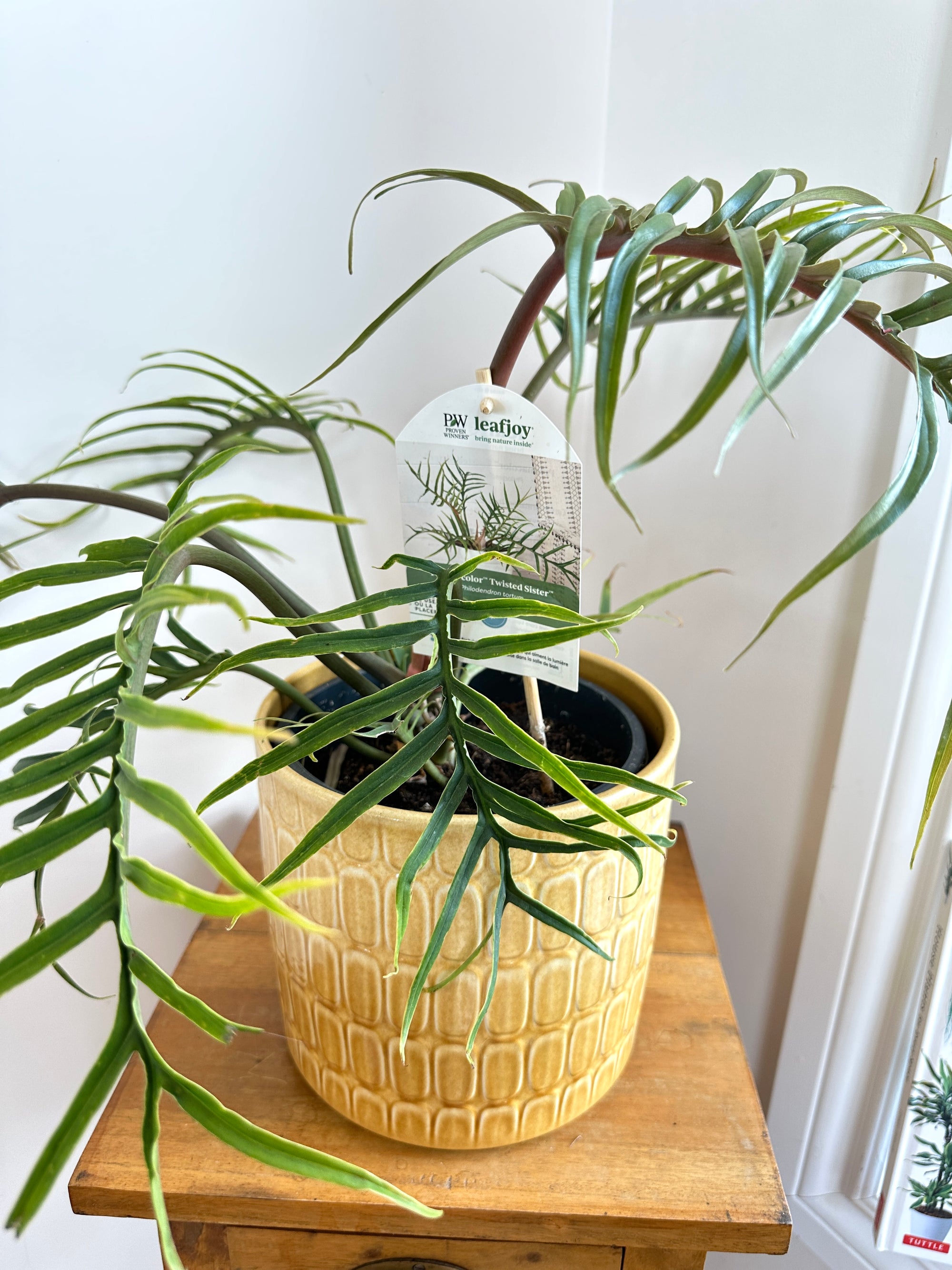 Philodendron Tortum 6"